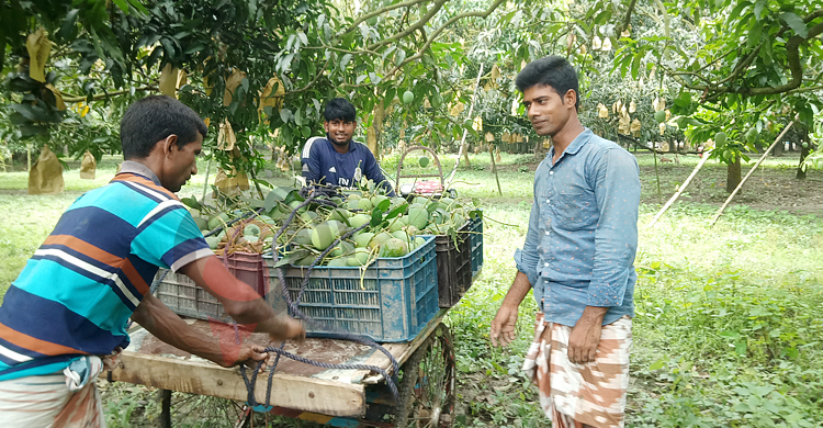 অনলাইনে বিক্রি হচ্ছে চাঁপাইনবাবগঞ্জের আম, ক্রেতাদের ব্যাপক সাড়া