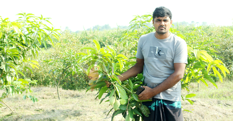 এখনও মিলছে তরতাজা আম