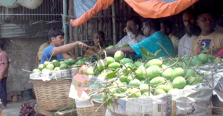 ঘূর্ণিঝড় অশনির আশঙ্কায় আম পেড়ে ফেলছেন সাতক্ষীরার চাষিরা