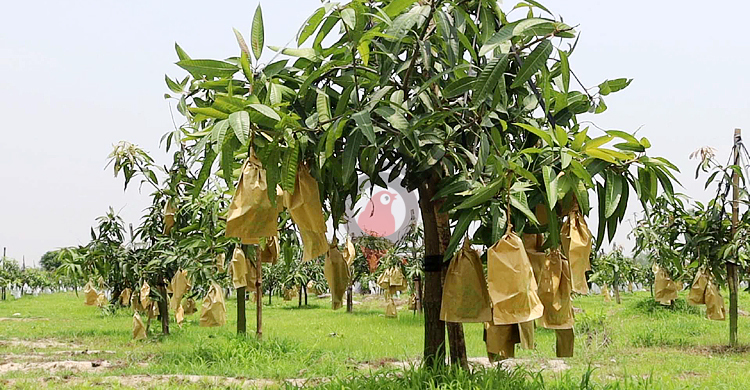 নওগাঁর ১০০ টন আম যাবে ৮ দেশে