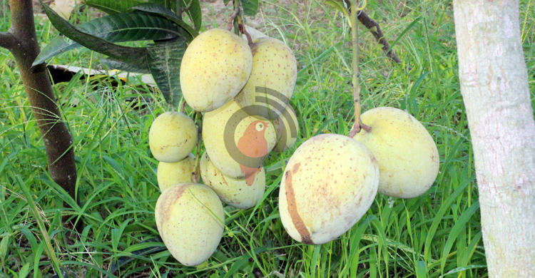 গৌড়মতি আমে নতুন সম্ভাবনা, মণ ১২ হাজার