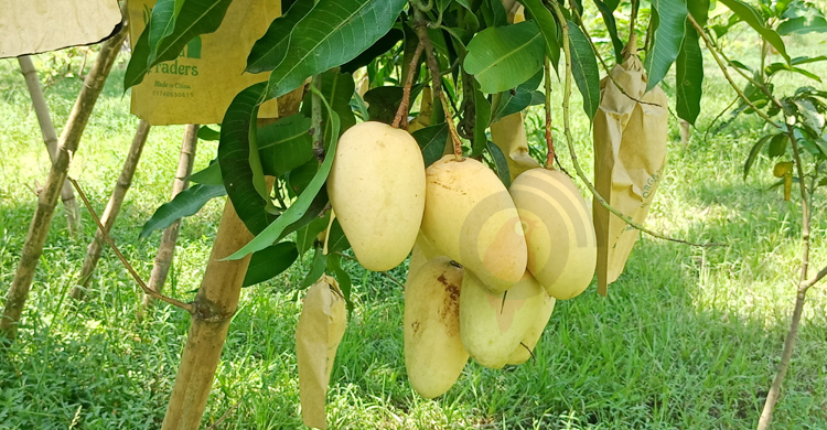 এখনো স্বপনের বাগানে আছে ৮০০ মণ আম