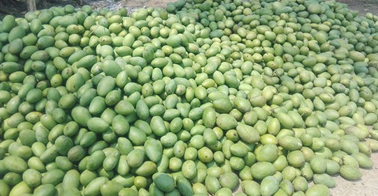 শুরু হলো এ বছরের আমের ব্যবসা