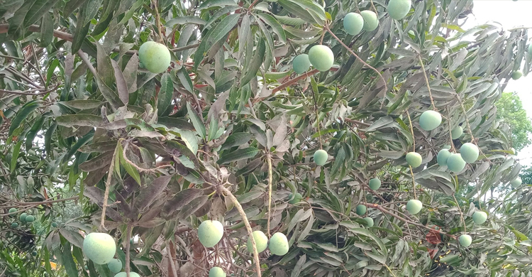 এবার সাতক্ষীরার ৫০০ মেট্রিক টন আম যাবে বিদেশে