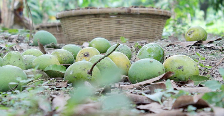 আম কুড়াতে গিয়ে প্রাণ হারালেন গৃহবধূ