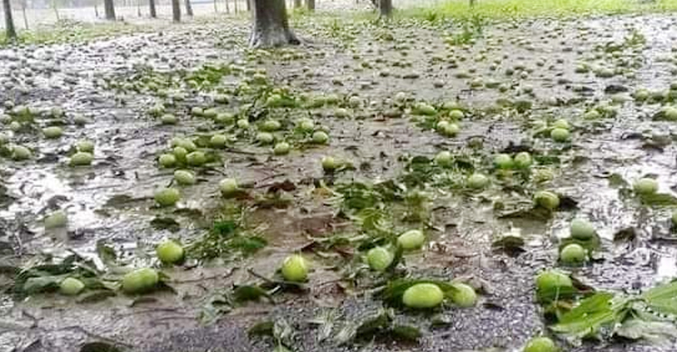ঝড়ে আম পড়তে দেখে বাগানেই মারা গেলেন শিক্ষক