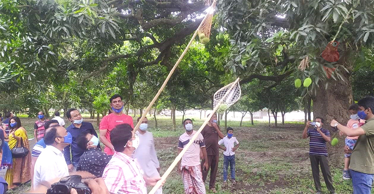 চাঁপাইনবাবগঞ্জে আম পাড়া শুরু