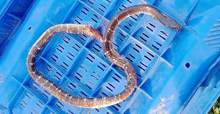 আমের খাঁচিতে থাকা সাপের কামড়ে প্রাণ গেল যুবকের