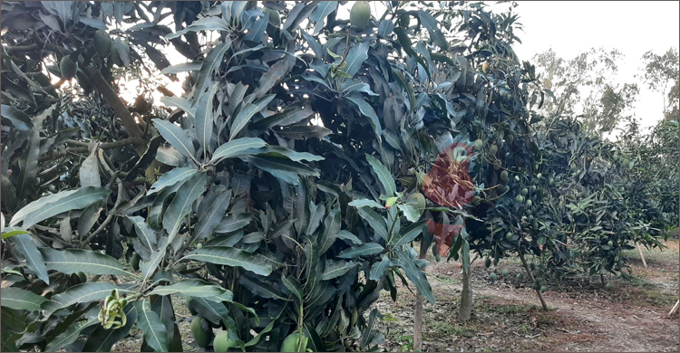 লকডাউনে ঠাকুরগাঁওয়ের আমচাষিদের মাথায় হাত