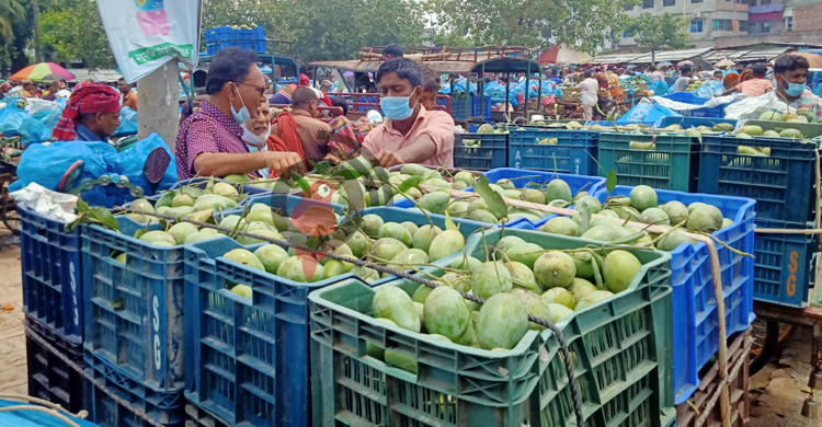 আম্রপালির প্রভাবে ফজলির বাজার মন্দা