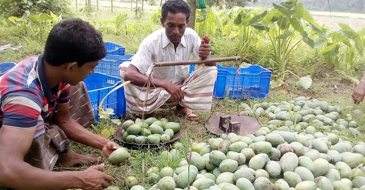 গাছপাকা আমের কেজি ২০ টাকা!