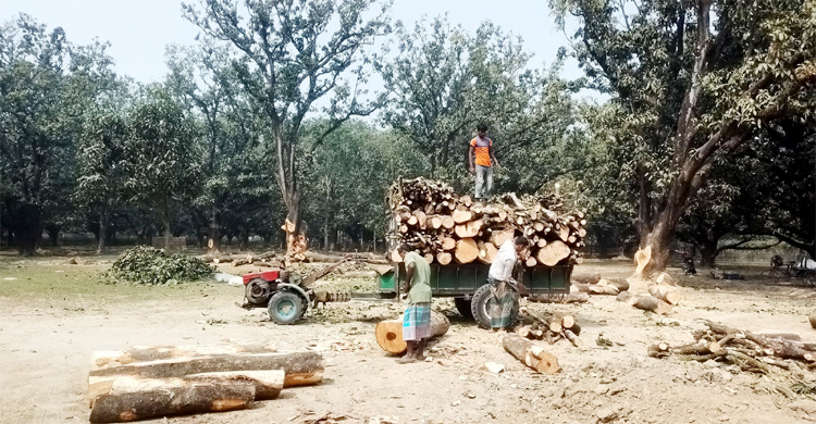 চাঁপাইনবাবগঞ্জে অস্তিত্ব সংকটে ফজলি আম