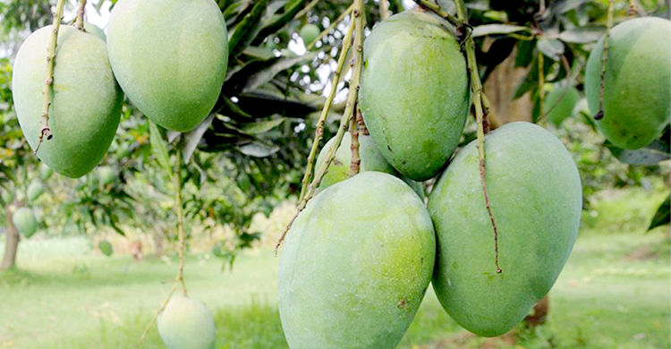 আম রপ্তানি বাড়াতে বিশেষ উদ্যোগ, ব্যয় ৫০ কোটি টাকা