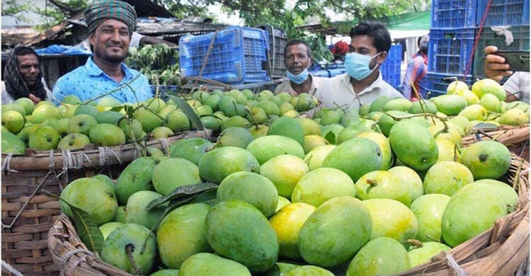 300 tons of mangoes likely to be exported from Rajshahi