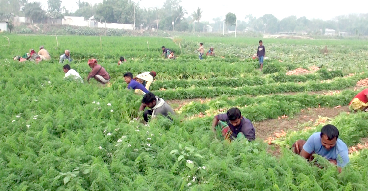 দ্বিগুণ লাভে গাজর চাষে বিপ্লব!