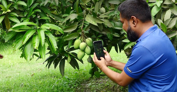 রংপুরের হাঁড়িভাঙা চাষে স্বাবলম্বী মানিকগঞ্জের একদল যুবক