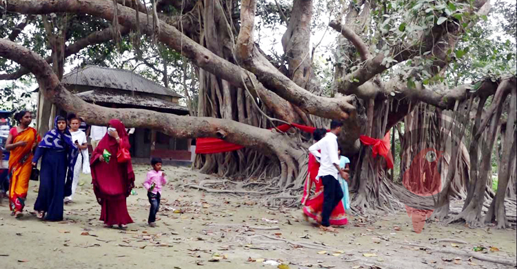 বট-পাকুড়ের জুটি দেখতে মানুষের ভিড়!