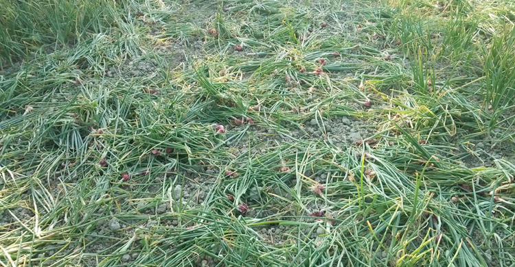 ফসলের সঙ্গে এ কেমন শত্রুতা!