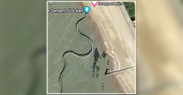 ফ্রান্সে বিশাল ‘সাপের কঙ্কালের’ আসল রহস্য