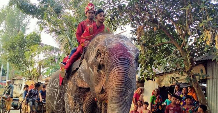 হাতির পিঠে চড়ে বিয়ে করতে গেলেন বর, সঙ্গে আড়াই হাজার সহযাত্রী