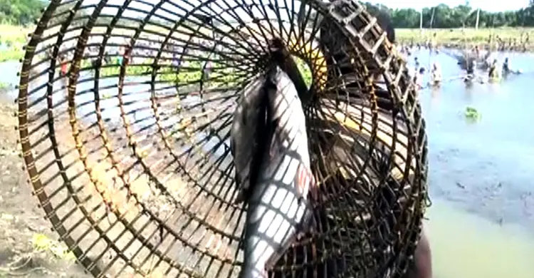 গোয়াহরির বুকে ঐতিহ্যবাহী পলো বাওয়া উৎসব