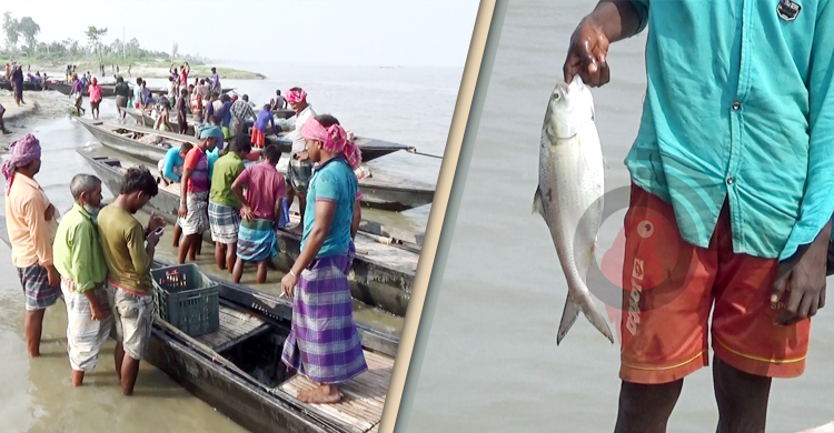 নিষিদ্ধ সময়ে পদ্মা-যমুনার পাড়ে বসছে ইলিশের হাট