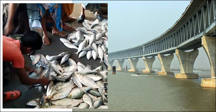 দক্ষিণাঞ্চলের মৎস্য সম্পদের বিপ্লব ঘটাবে পদ্মা সেতু