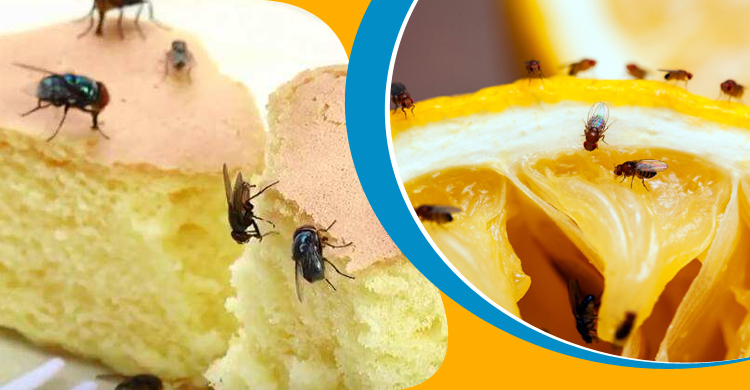 ঘর থেকে মাছি দূর করার কৌশল