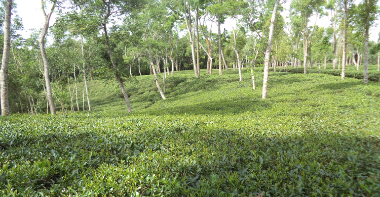 মৌলভীবাজারের পর্যটনখাতে সিলেটের বন্যার প্রভাব