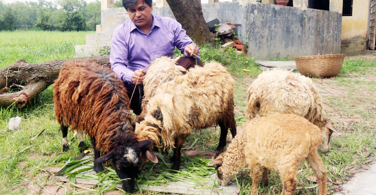 ভেড়ার মাংসে মিলবে অ্যান্টি-অক্সিডেন্ট