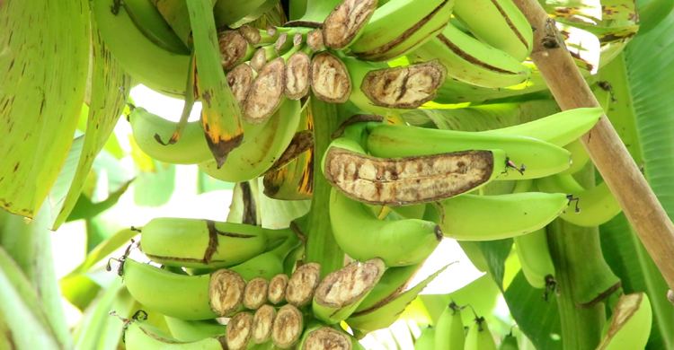 ১৮ বিঘা জমির কলার কাঁদি কাটলো দুর্বৃত্তরা