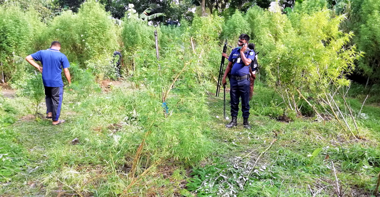 ১৫ কাঠা জমিতে গাঁজা চাষ করছেন মাদক ব্যবসায়ী