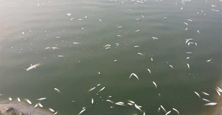 গাংনীতে বিষ দিয়ে এক মাসে ৫০ লাখ টাকার মাছ নিধন