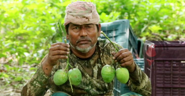 কম বৃষ্টিপাতে মেহেরপুরে আমের ফলন বিপর্যয়
