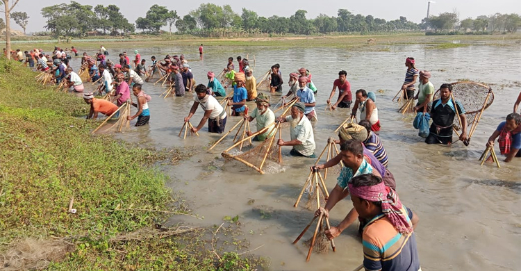 ২২ বছর পর প্রাণ ফিরেছে কামারগাড়া বিলে