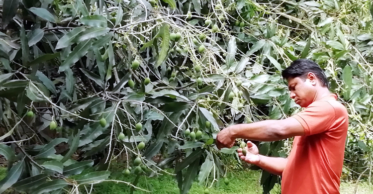 ভেস্তে যাচ্ছে মেহেরপুরের হিমসাগর ও ল্যাংড়া চাষিদের স্বপ্ন