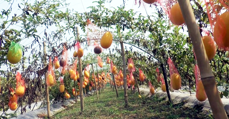 হলুদ তরমুজ চাষে সফল কৃষক জহিরুল