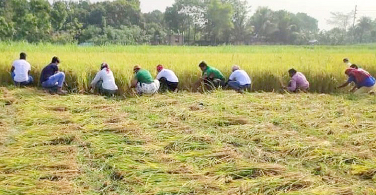 গাংনীতে ধানকাটা নিয়ে চিন্তিত চাষিরা