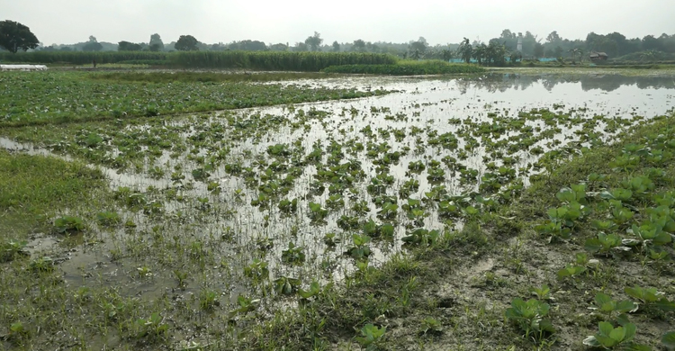 Meherpur-pic-(3).jpg