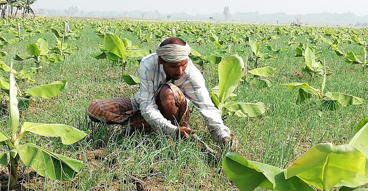 বিঘাপ্রতি পেঁয়াজের ফলন ২০০ মণ, তবুও লোকসান