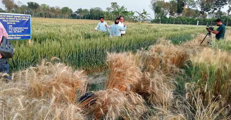 তালিকা ত্রুটি: খোলা বাজারেই চাষিদের গম বিক্রি