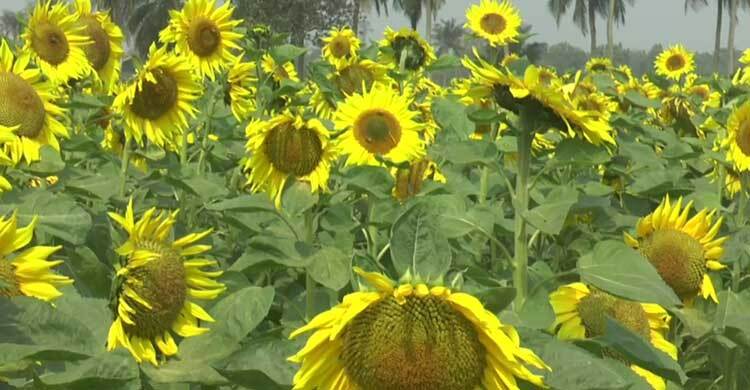 মেহেরপুরে সূর্যমুখী চাষের অপার সম্ভাবনা