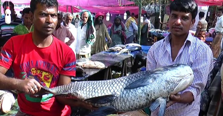 বড় মাছটি কিনে শ্বশুরবাড়ি যাবেন জামাই