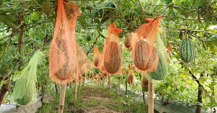 ‘আমের রাজ্যে’ নতুন সম্ভাবনা বারোমাসি তরমুজ