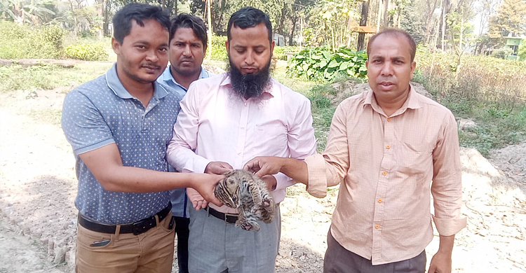 ভুট্টাক্ষেত থেকে উদ্ধার মেছোবাঘ জঙ্গলে অবমুক্ত