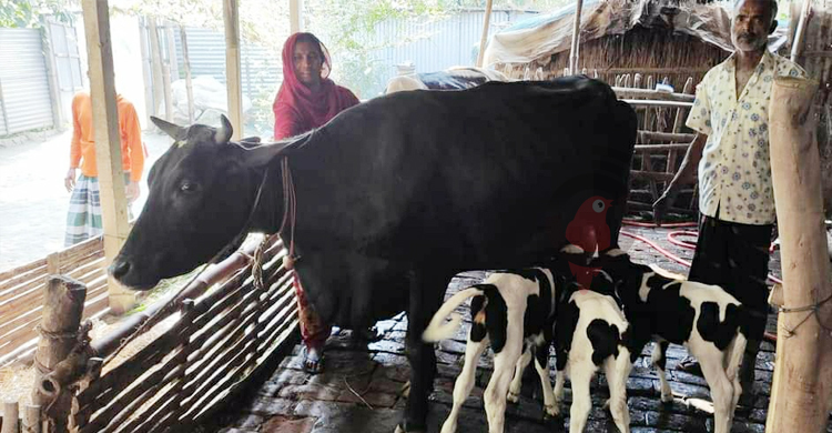 গাভির ৩ বাছুর প্রসব, দেখতে উৎসুক জনতার ভিড়
