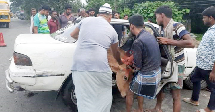 দুর্ঘটনাকবলিত প্রাইভেটকারে মিললো গরু