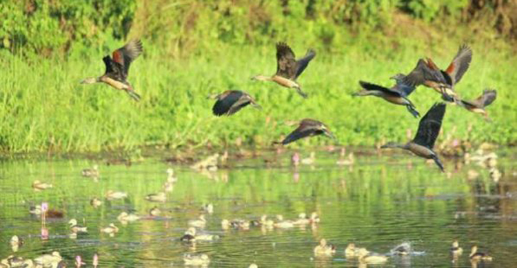 সাতক্ষীরায় চলছে অতিথি পাখি শিকার