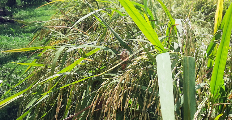 যুগ যুগ ধরে কুষ্টিয়ায় চাষ হয় মিনিকেট ধান: দাবি কৃষকের
