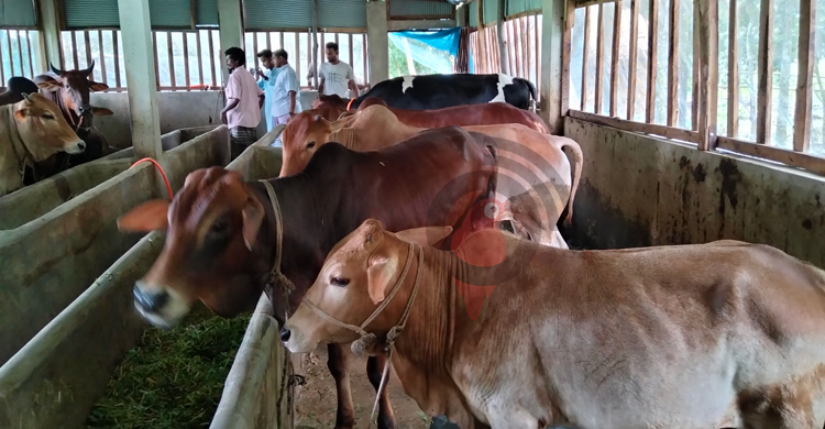 চাকরি হারিয়ে দুবাইফেরত ইব্রাহিমের খামারে এখন ৩০ গরু